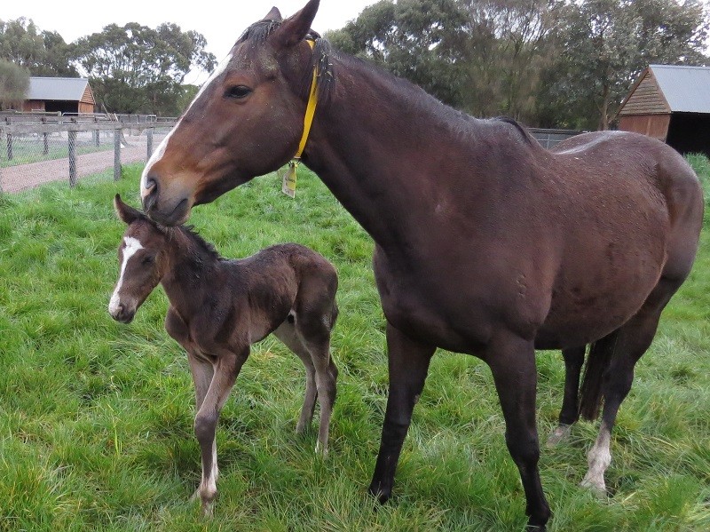 116 Lovely Rita x Real Impact (JPN) brc 19-8 2d